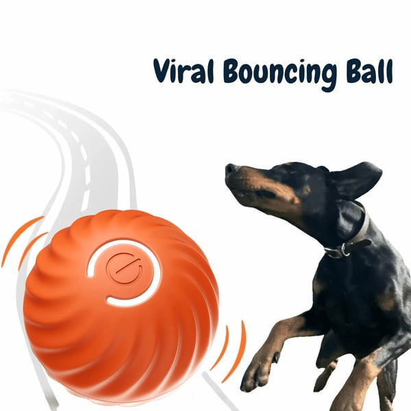Buy Dog Food Online Chewie Free Shipping